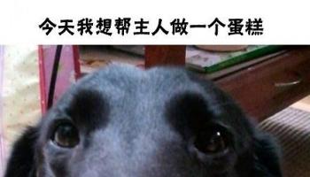 一只想給主人做蛋糕的小蠢狗～