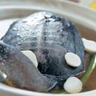 貝母甲魚(yú)