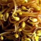 素炒黃豆芽