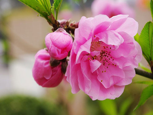 怎樣有效化解桃花劫1