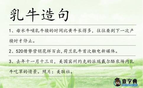 乳牛造句