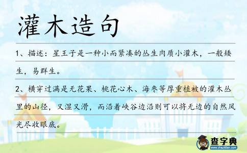 灌木造句