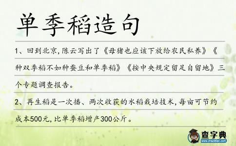 單季稻造句