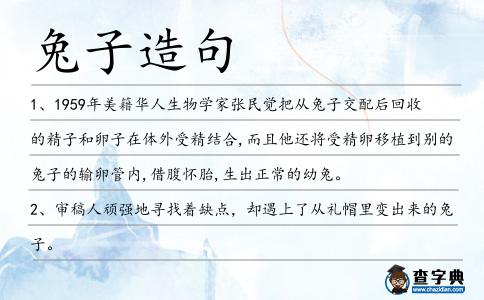 兔子造句