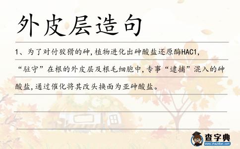 外皮層造句