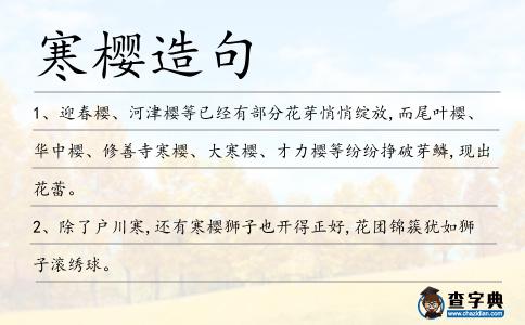 寒櫻造句