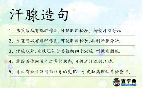 汗腺造句