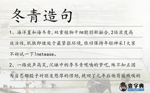 冬青造句