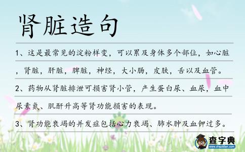 腎臟造句