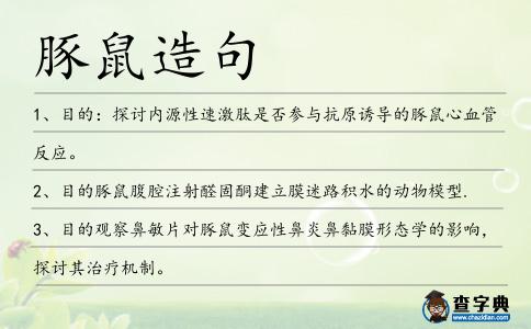 豚鼠造句