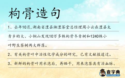 枸骨造句