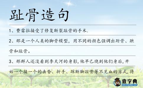 趾骨造句
