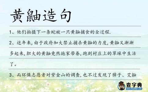 黃鼬造句
