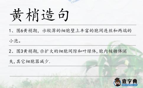 黃梢造句