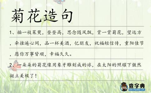 菊花造句