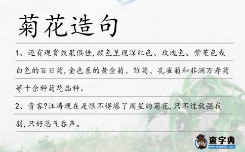 菊花造句