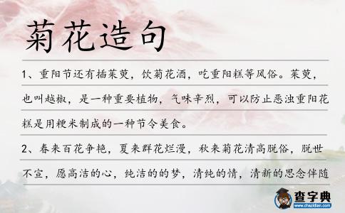 菊花造句