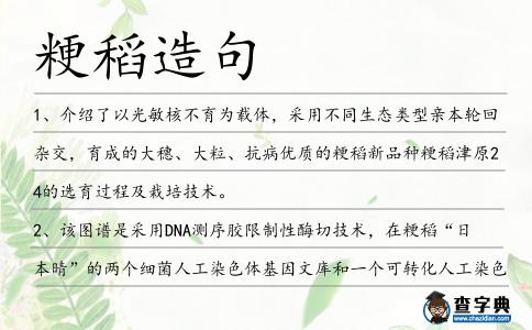 粳稻造句