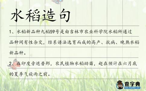 水稻造句