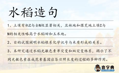 水稻造句