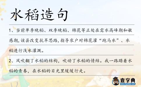 水稻造句