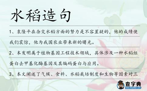 水稻造句
