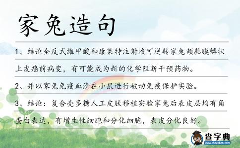 家兔造句