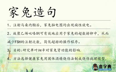 家兔造句