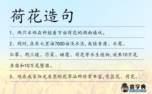 荷花造句