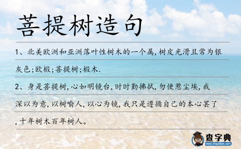 菩提樹造句