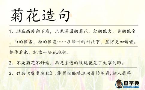 菊花造句