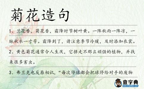 菊花造句
