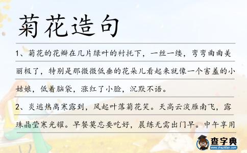 菊花造句