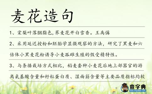 麥花造句