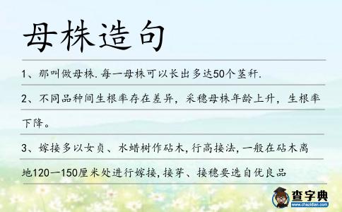 母株造句