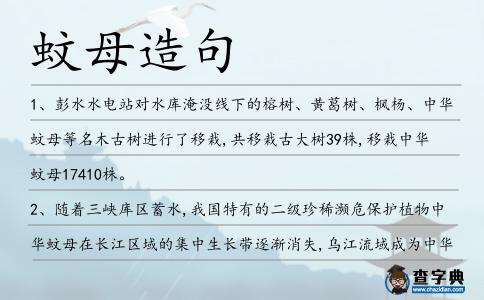 蚊母造句