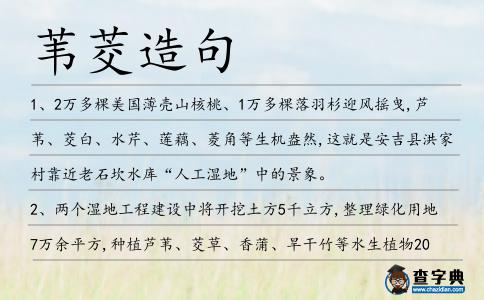 葦茭造句