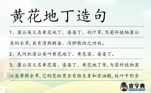 黃花地丁造句