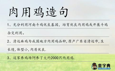 肉用雞造句