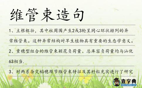 維管束造句