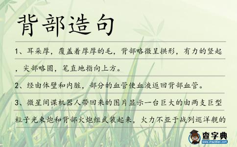 背部造句