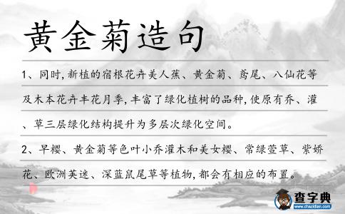 黃金菊造句