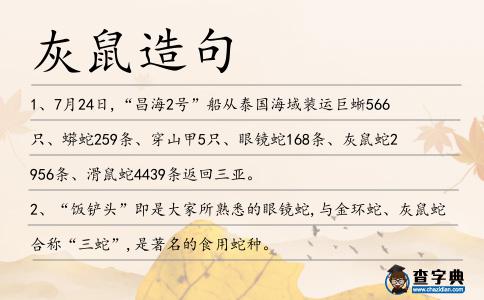 灰鼠造句
