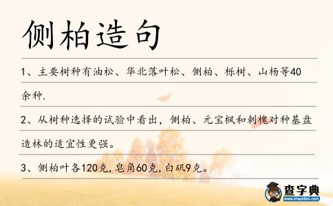 側柏造句