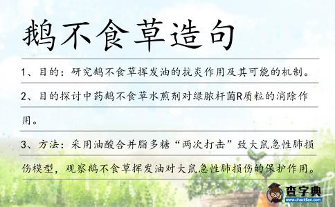 鵝不食草造句
