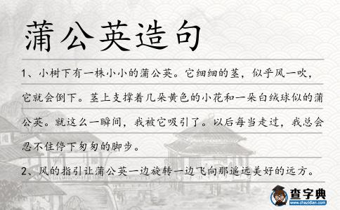 蒲公英造句