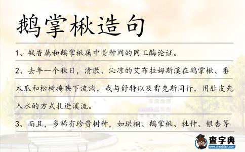鵝掌楸造句
