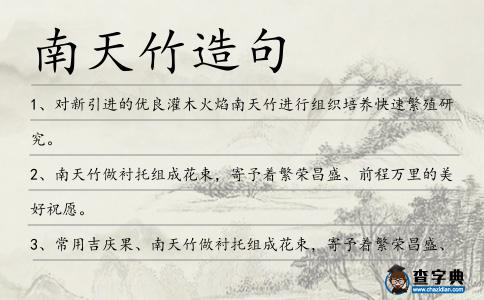 南天竹造句