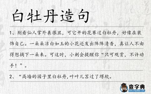 白牡丹造句