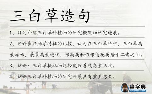 三白草造句
